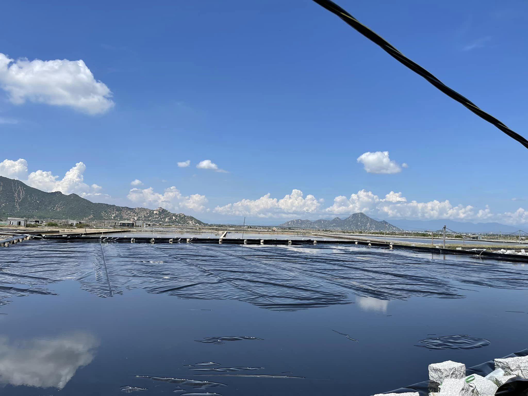 Cuộn bạt lót ao nuôi tôm HDPE lớn, được đặt gọn gàng trên bờ ao, chuẩn bị cho công tác thi công trải bạt. Bạt có màu sắc rõ nét và kích thước tương đối lớn, thể hiện khả năng đáp ứng các yêu cầu về diện tích ao nuôi quy mô lớn.