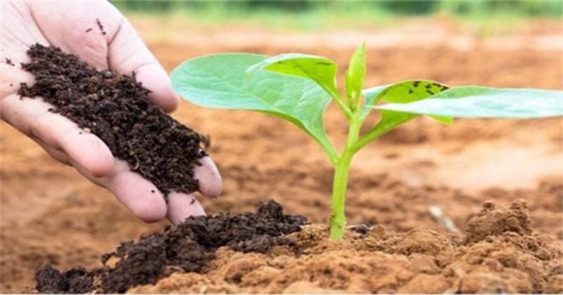 Ứng dụng phân compost để cải tạo đất khô cằn trồng rau hữu cơ