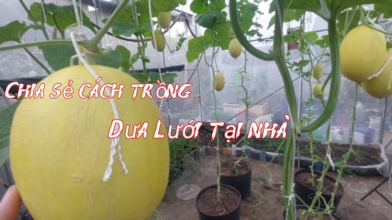 Bịch vải trồng cây cho phép rễ cây thở và thoát nước tốt, ngăn ngừa tình trạng úng nước và thúc đẩy bộ rễ phát triển khỏe mạnh