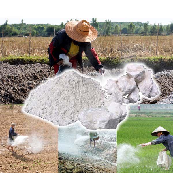 Nông dân đang tiến hành bón vôi bột lên ruộng đất phèn trước mùa vụ