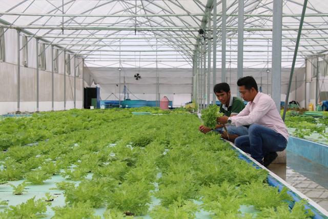Các thành phần chính của một hệ thống nuôi lươn aquaponic bao gồm bể nuôi lươn, hệ thống lọc và khu vực trồng cây