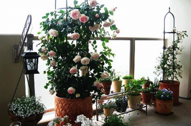 Cách bón phân cho cây cảnh trong chậu cần thiết