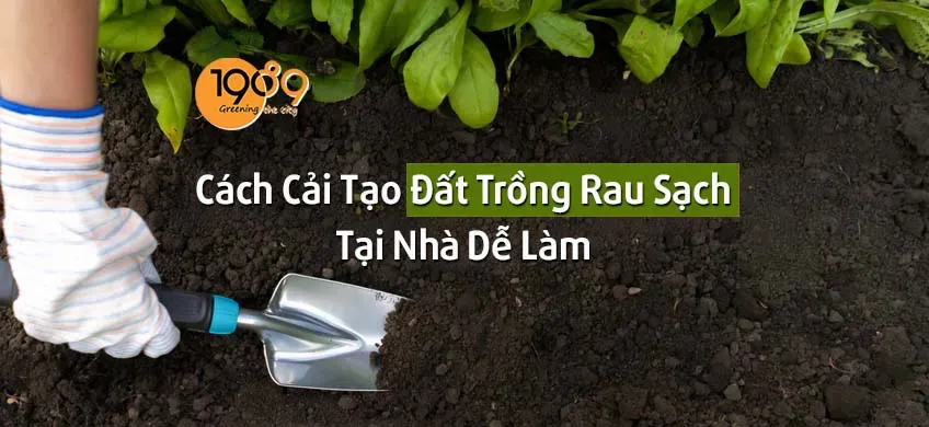 Cải tạo đất thùng xốp cho vườn rau ban công xanh tốt như vườn nhà
