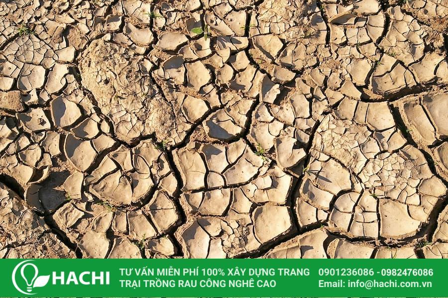 Cải tạo đất khô cằn cho rau với phân compost chất lượng