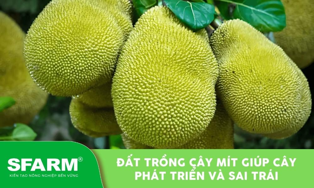Cận cảnh kết cấu đất tơi xốp, giàu dinh dưỡng lý tưởng cho hoa hồng, với sự pha trộn của các hạt hữu cơ và khoáng chất nhỏ
