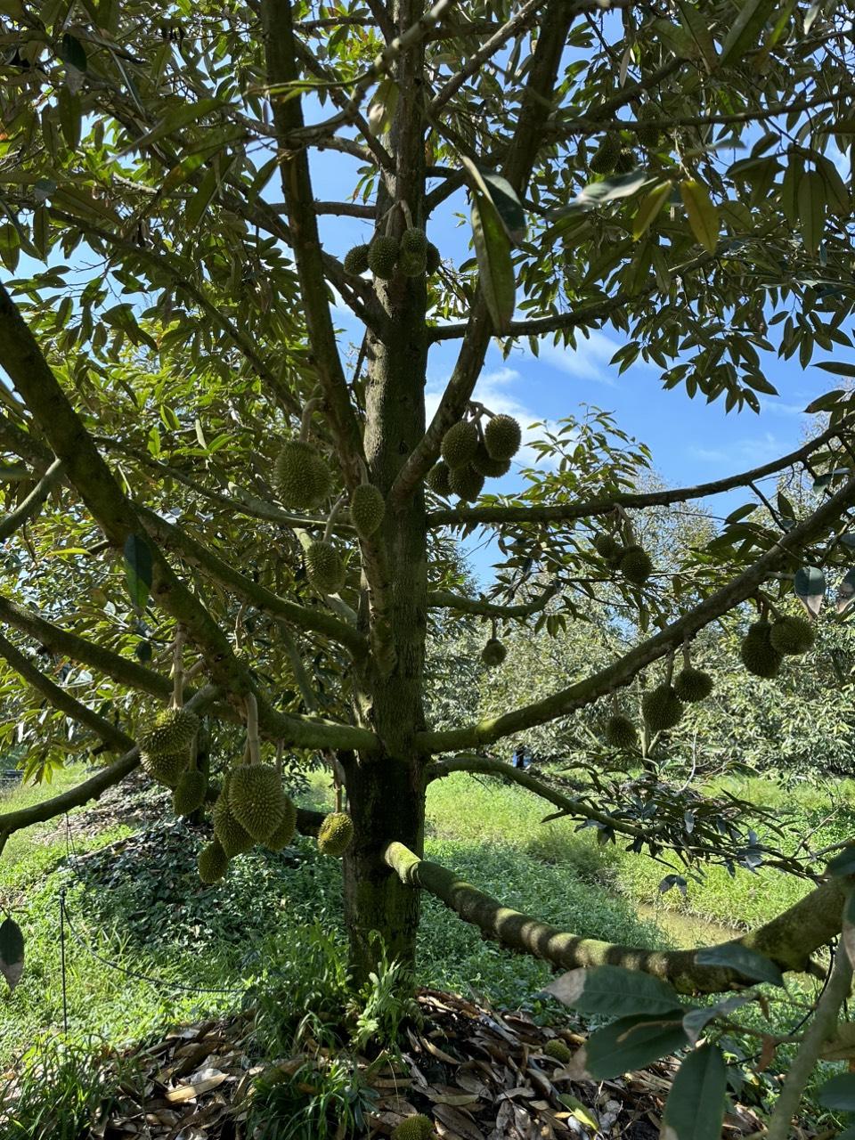 Cây cải tạo đất giúp phục hồi và tăng cường chất lượng đất nông nghiệp tại Đồng bằng sông Cửu Long