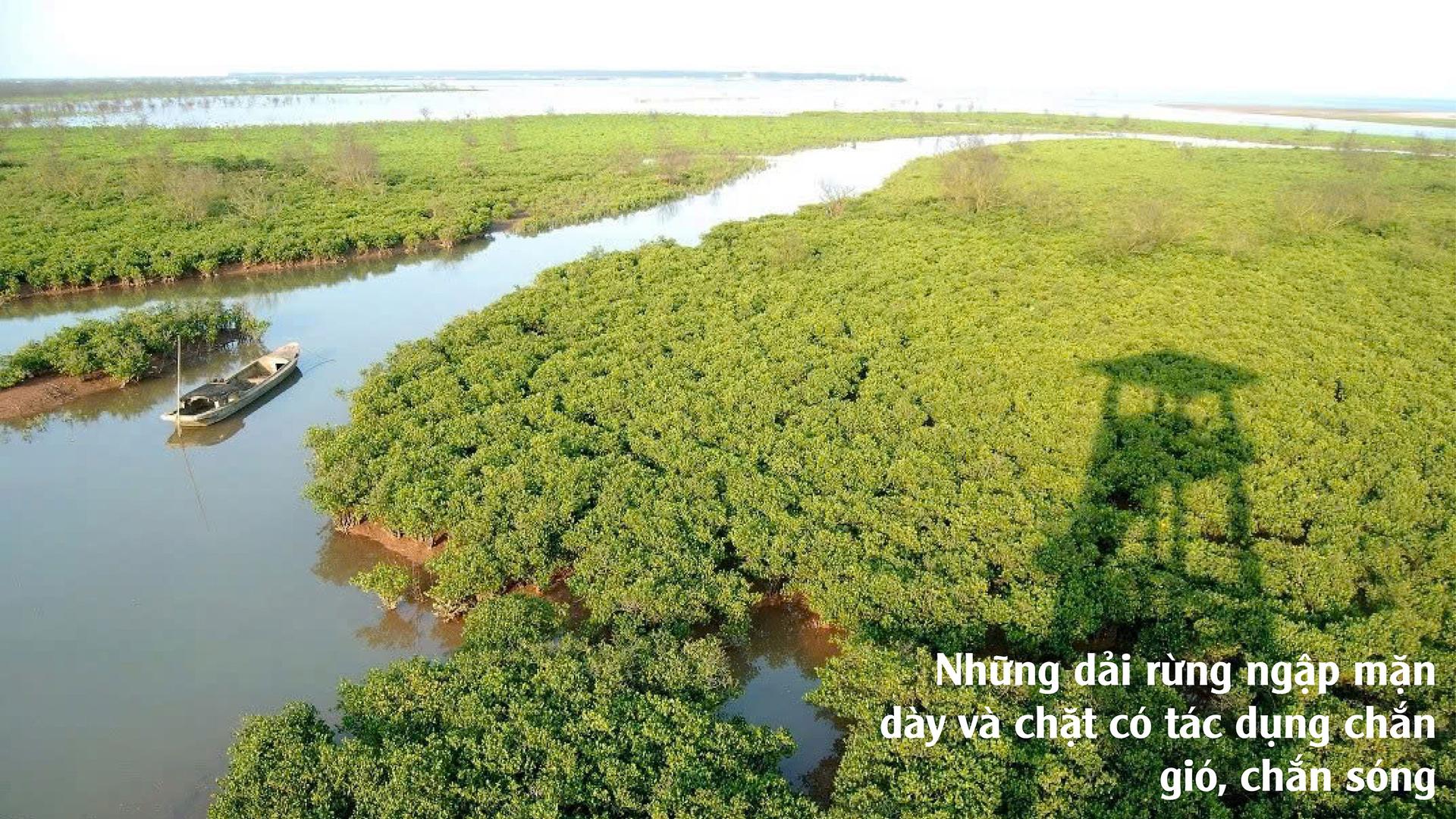 Cây cốt khí được trồng dày đặc giúp bảo vệ bờ kè khỏi sạt lở