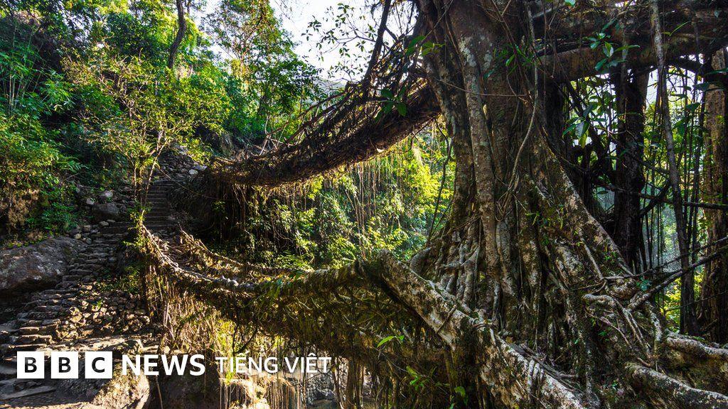 Cận cảnh hệ rễ cây cốt khí đan xen chằng chịt giúp gia cố nền đất yếu
