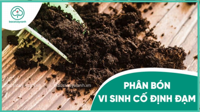 Mô tả rễ cây họ đậu với các nốt sần màu hồng chứa vi khuẩn cố định đạm, minh họa cơ chế cải tạo đất