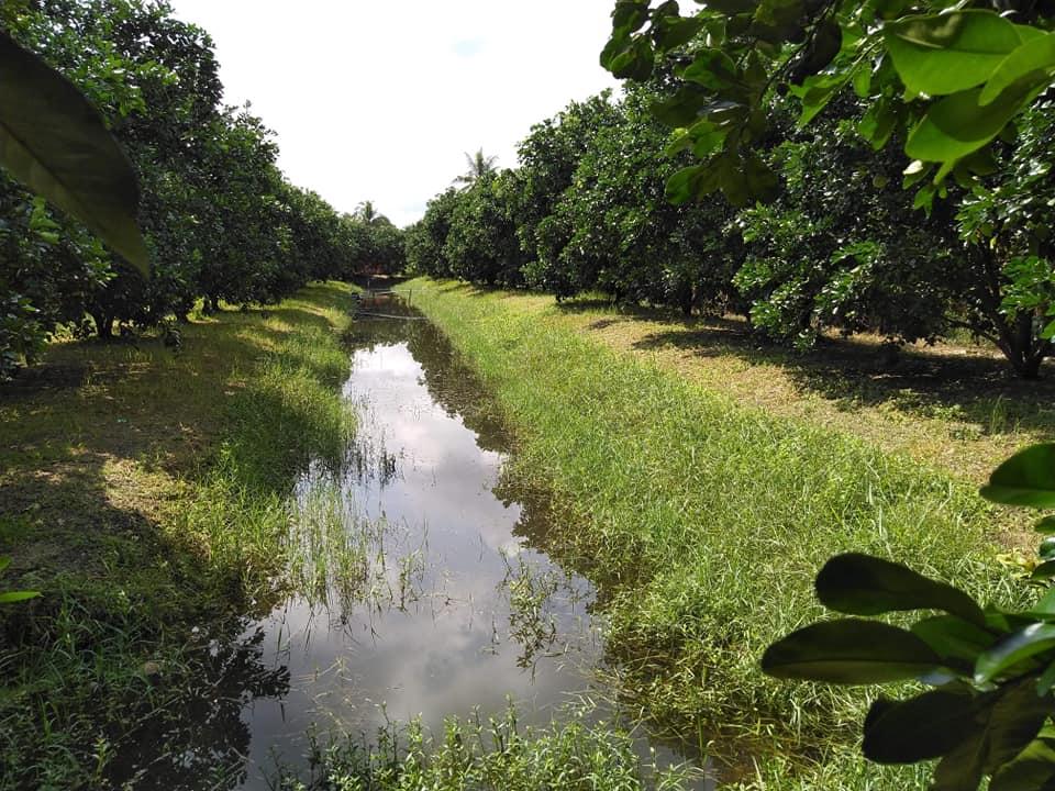 Vai trò của cây họ đậu trong việc cải tạo đất vườn cây ăn trái