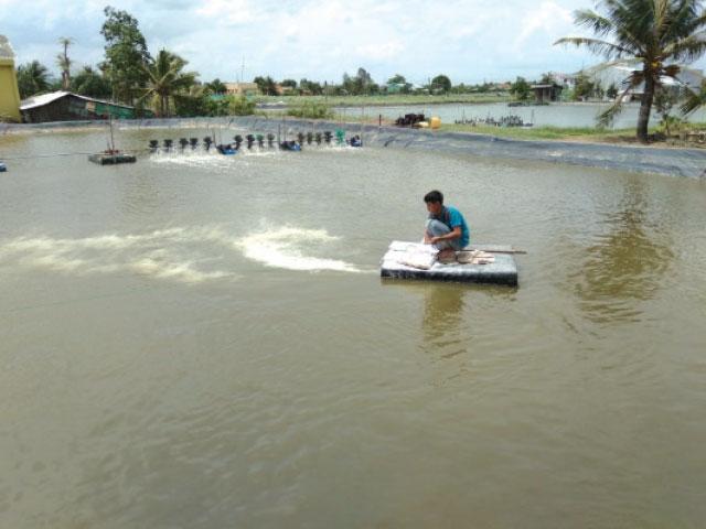 Chế phẩm sinh học được bổ sung vào ao nuôi thủy sản để cải thiện môi trường nước và sức khỏe vật nuôi