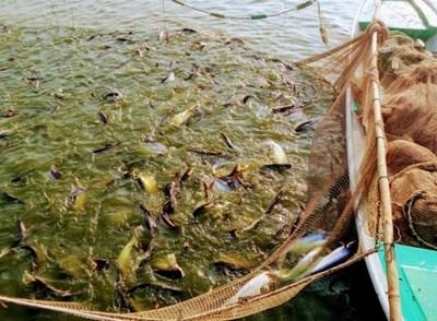 Đa dạng cơ hội việc làm cho người học nuôi trồng thủy sản