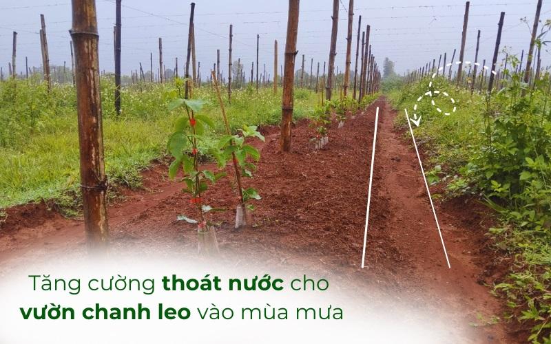 Đất vườn bị nén chặt, khó thoáng khí khiến cây khó phát triển