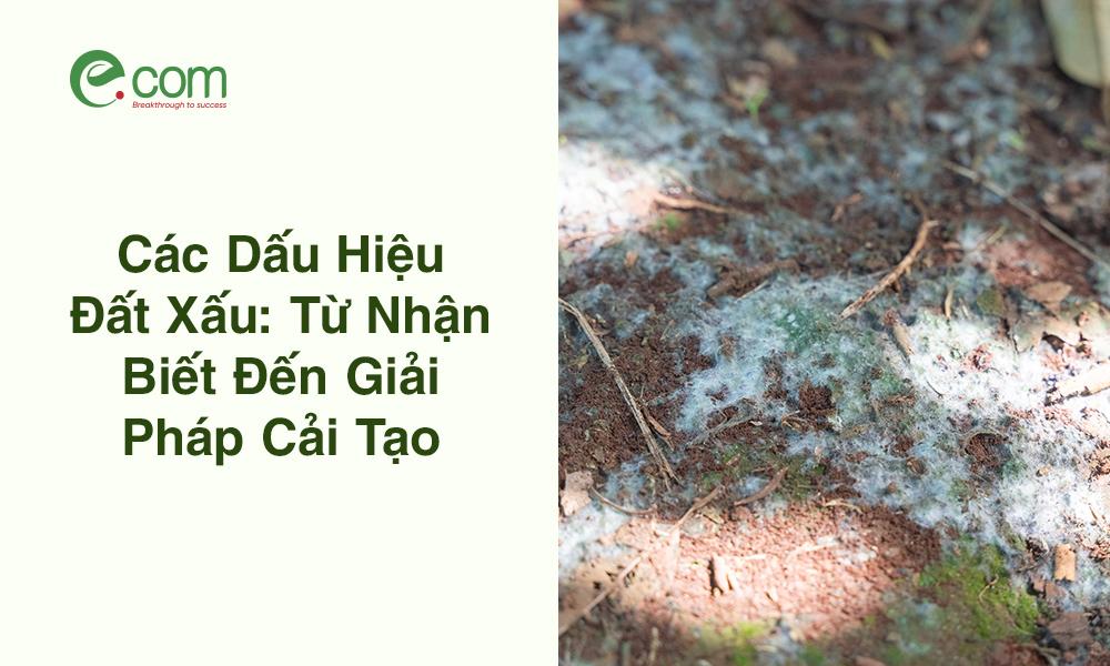 Các dấu hiệu nhận biết đất nhiễm mặn: lớp màng trắng trên bề mặt, cây trồng còi cọc và đất có vị chát đặc trưng.