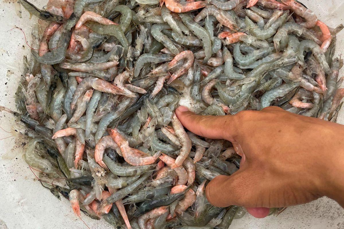 Alt text: Hình ảnh minh họa các loại enzyme hỗ trợ tiêu hóa thức ăn cho tôm cá trong ao nuôi