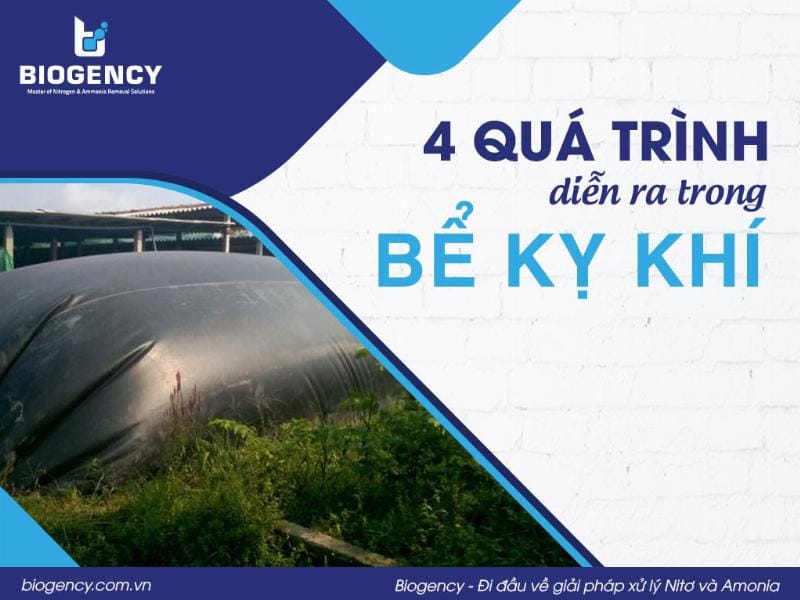 Quá trình phân hủy kỵ khí diễn ra trong hầm biogas nhờ hoạt động của các vi sinh vật yếm khí