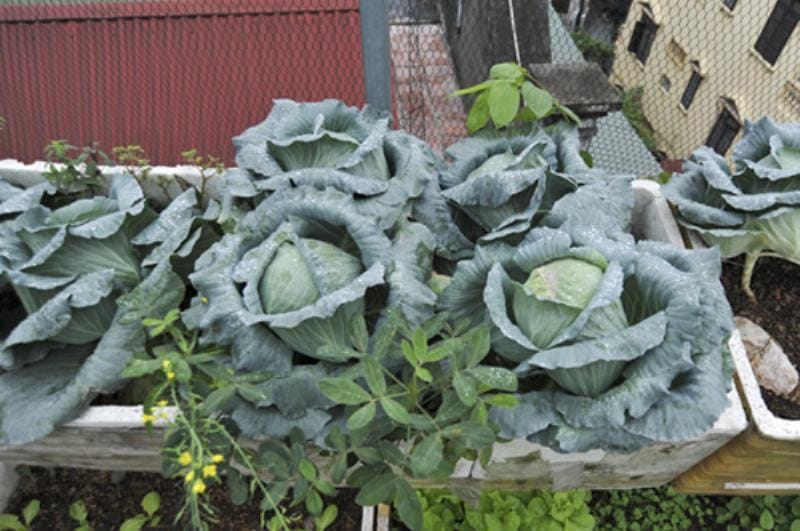 Hàng rào lưới thép bọc nhựa đẹp với màu xanh lá cây hài hòa với thiên nhiên, tạo cảm giác tươi mát và an toàn cho khu vườn