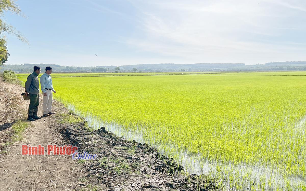 Tầm quan trọng của kênh mương trong hệ thống thủy lợi và đời sống nông nghiệp