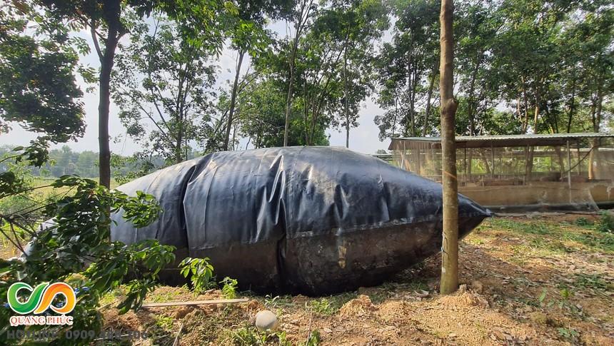 sự khác biệt giữa các loại hầm biogas dành cho trại heo và các loại hình chăn nuôi khác
