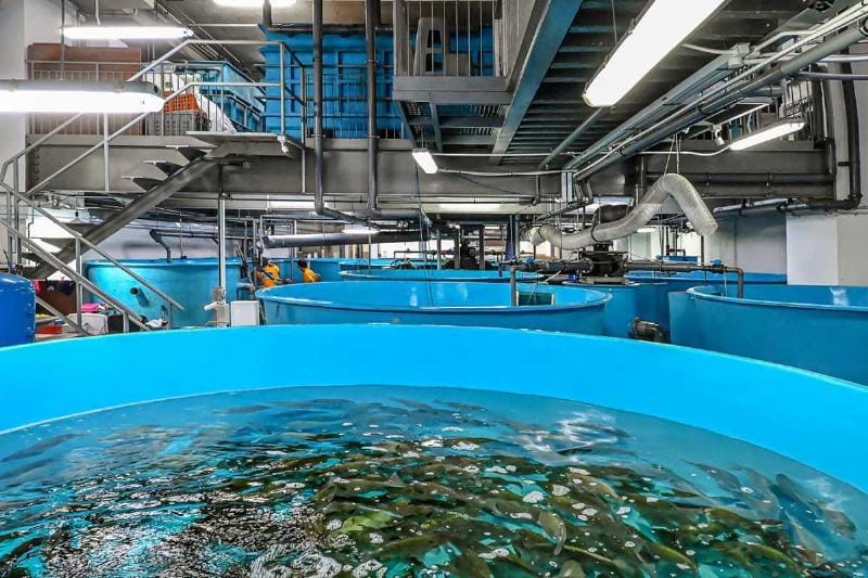 Hệ thống tuần hoàn (RAS) là một kỹ thuật nuôi trồng thủy sản công nghệ cao giúp tiết kiệm nước và kiểm soát môi trường