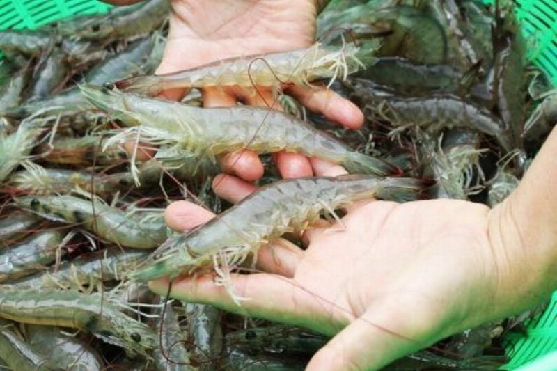 Thu hoạch tôm theo đúng kỹ thuật đảm bảo chất lượng sản phẩm và tối ưu hóa lợi nhuận