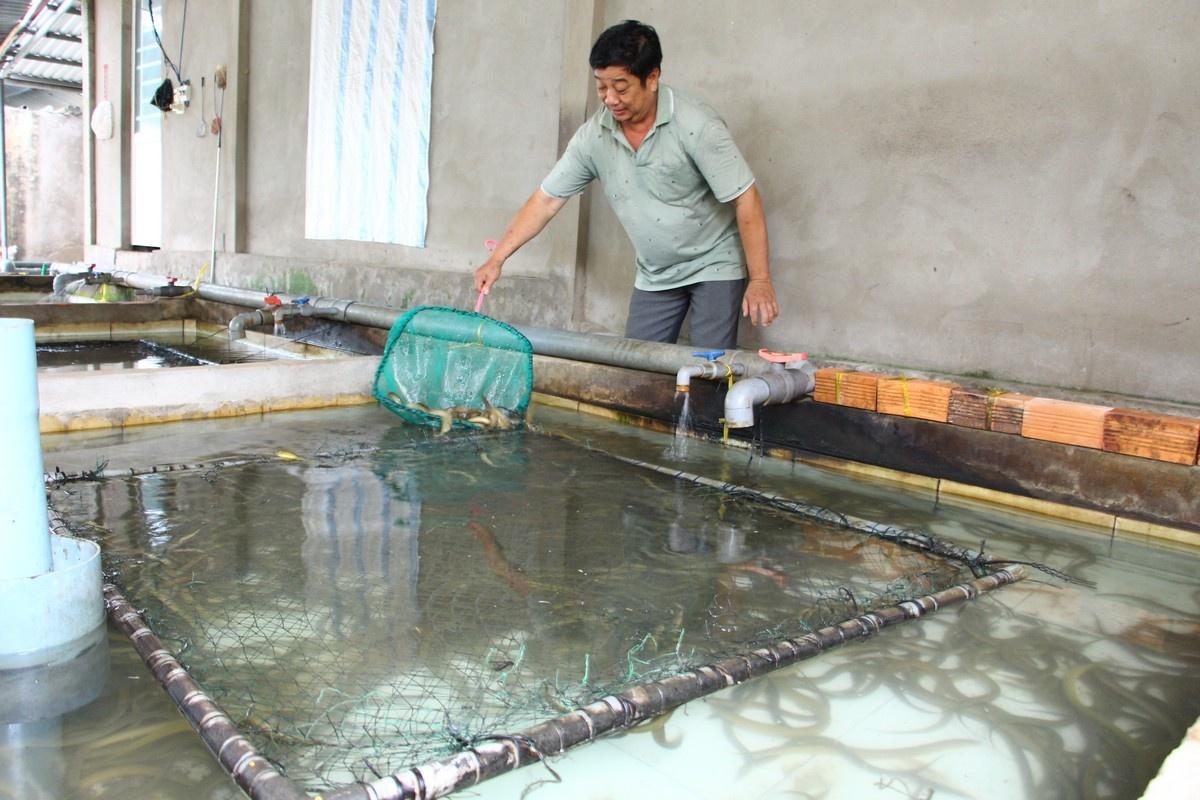 Kỹ thuật quản lý chất lượng nước là yếu tố then chốt trong hệ thống nuôi lươn aquaponic