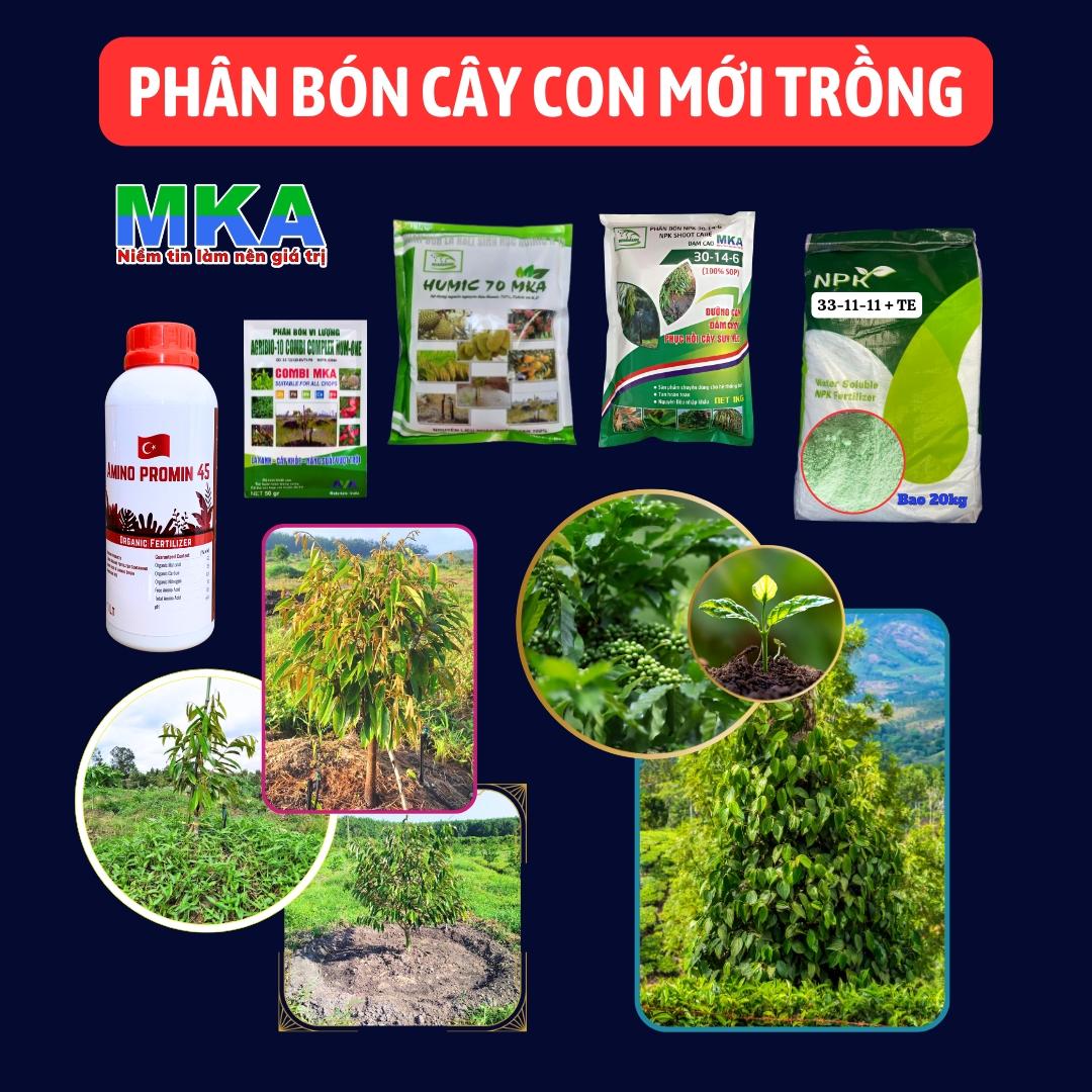 Kỹ thuật trồng sả cải tạo đất bằng cành đơn giản, chỉ cần cắt tỉa và cắm gốc xuống đất. Khoảng cách trồng hợp lý giúp bộ rễ phát triển mạnh mẽ, phá vỡ cấu trúc đất chặt. Chăm sóc sả rất ít tốn công, chủ yếu là tưới nước và làm cỏ xung quanh gốc khi cần thiết. Điều này tạo điều kiện thuận lợi để rễ sả lan rộng, cải thiện độ tơi xốp và khả năng thoát nước cho đất, góp phần phục hồi và nâng cao chất lượng đất canh tác một cách bền vững.