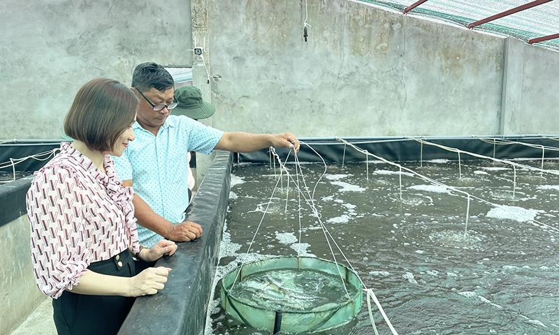 Tầm quan trọng của việc sử dụng bạt hồ tôm trong địa kỹ thuật công trình thủy sản, cho thấy ao nuôi có bạt lót nước trong xanh, bờ ao vững chắc và hệ thống ống dẫn nước sạch sẽ, minh bạch, thể hiện sự chuyên nghiệp và hiệu quả trong quản lý, đảm bảo môi trường nuôi tôm lý tưởng, giảm thiểu tác động tiêu cực từ đất đến nước và ngược lại, góp phần nâng cao năng suất và chất lượng tôm nuôi.