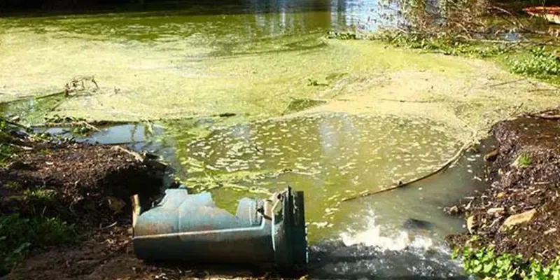 Thành phần dinh dưỡng phong phú trong nước thải hầm biogas giúp cây trồng phát triển xanh tốt và khỏe mạnh