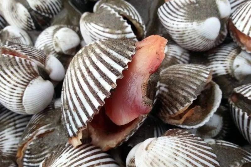 Mô hình nuôi sò huyết sạch, an toàn cho người tiêu dùng và mang lại lợi nhuận ổn định cho người nuôi.