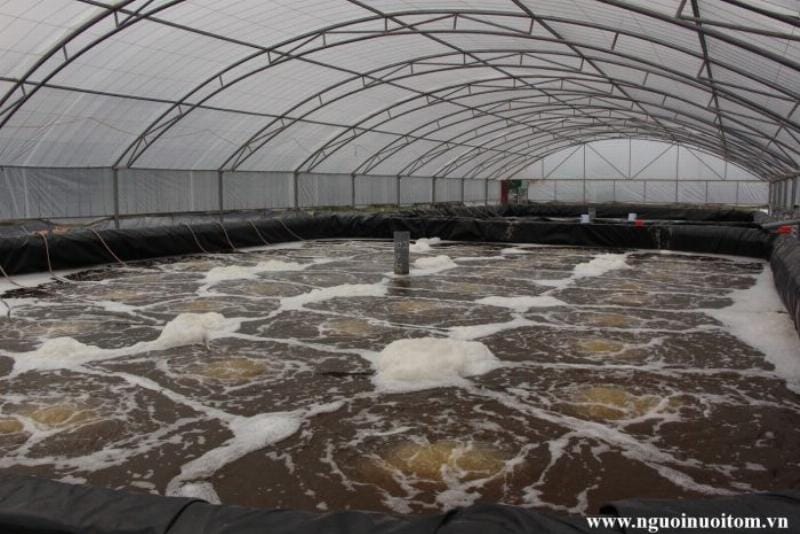 Nuôi tôm thẻ chân trắng thâm canh đang là mô hình phổ biến, mang lại hiệu quả kinh tế cao cho nhiều hộ gia đình tại Việt Nam