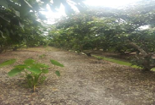 Phân hữu cơ hoai mục, nguồn dinh dưỡng thiết yếu cho mọi loại đất vườn, giúp cải thiện cấu trúc đất, tăng cường khả năng giữ nước và cung cấp dưỡng chất bền vững cho cây trồng phát triển khỏe mạnh.