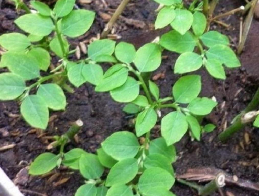 Phương pháp cải tạo đất cát trồng rau bằng cách bổ sung phân hữu cơ hoai mục để tăng dinh dưỡng và giữ ẩm