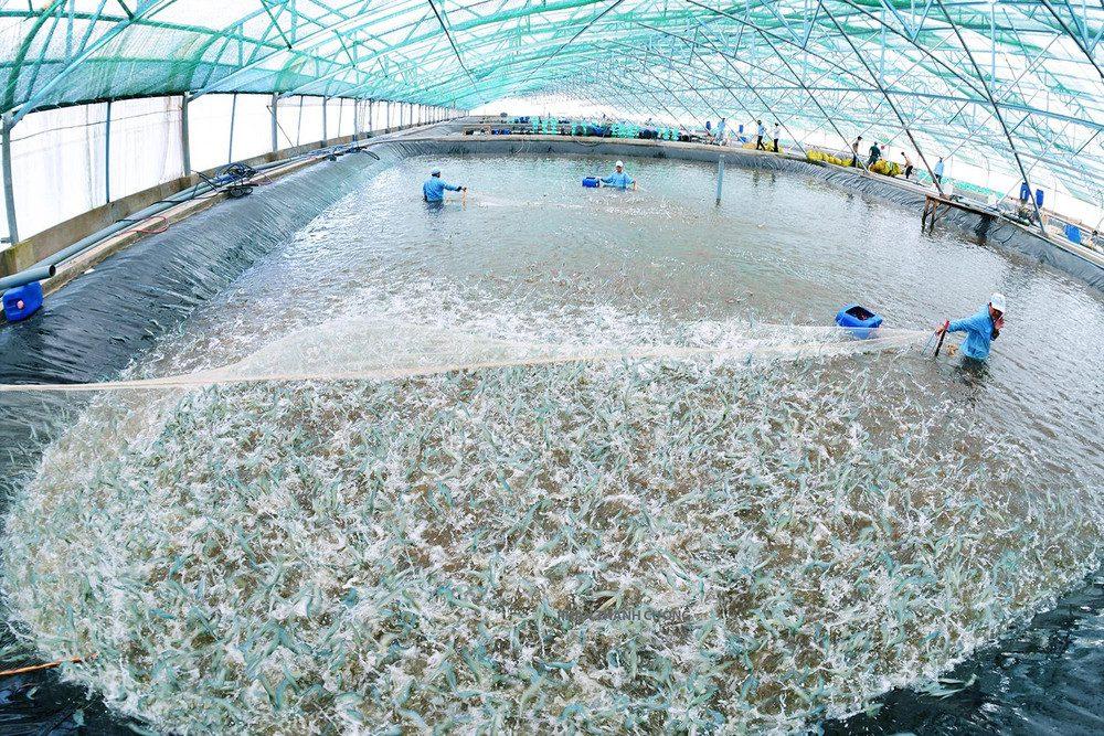 Quản lý chất lượng nước nuôi tôm càng xanh trong nhà kính
