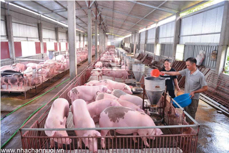 Quy chuẩn nước thải chăn nuôi heo và tầm quan trọng trong việc bảo vệ môi trường sống bền vững