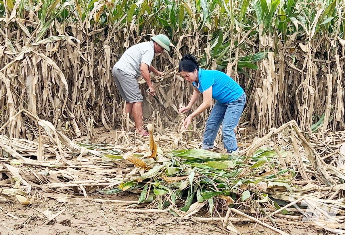 Quy trình chuẩn bị đất và gieo trồng cây họ đậu để cải tạo đất