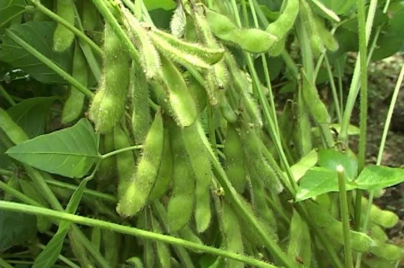 Nông dân đang thu hoạch đỗ tương, cho thấy thành quả của việc trồng đỗ tương cải tạo đất.