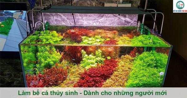 Setup nuôi tôm càng xanh trong hồ kính với hệ thống sục khí và lọc nước hiện đại