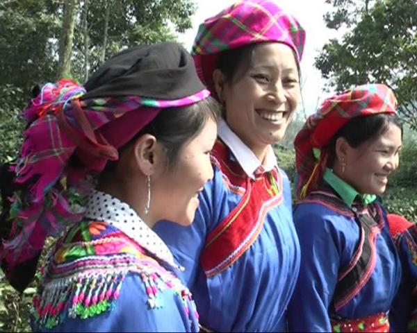 Trồng cây xanh cải tạo đất dốc và chống xói mòn hiệu quả