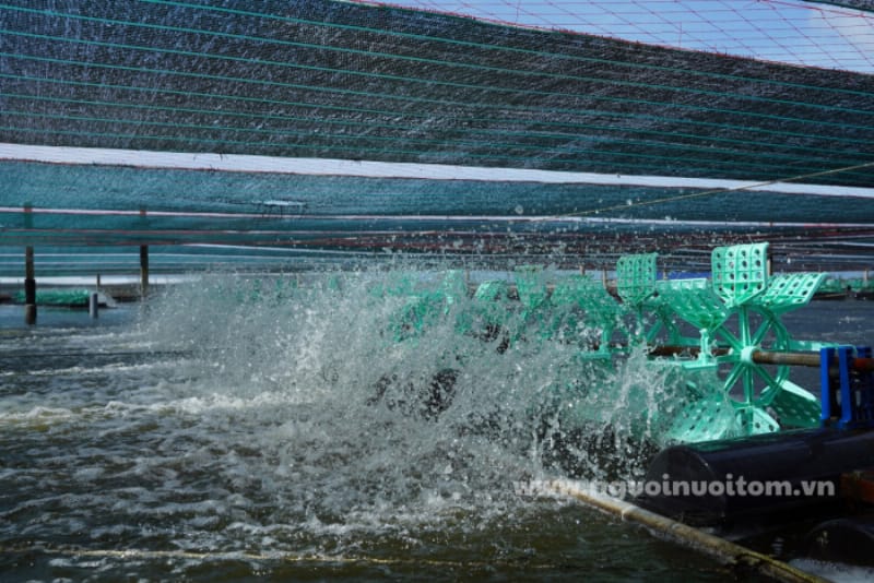 Tư vấn nuôi trồng thủy sản hiệu quả cho năng suất cao, tập trung vào quản lý ao nuôi và sức khỏe tôm cá