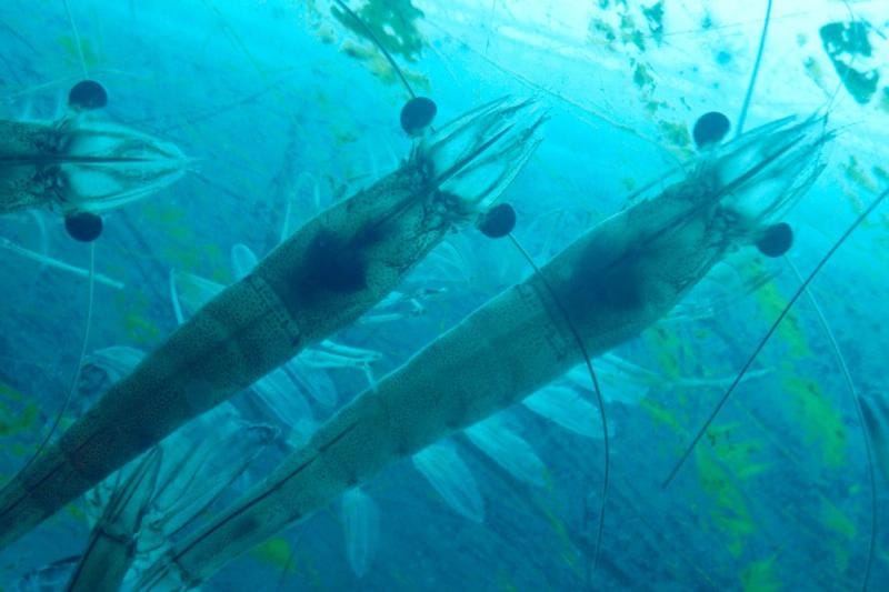 Vai trò của vi sinh trong xử lý nước ao tôm: phân hủy chất thải, giảm khí độc, kiểm soát mầm bệnh, ổn định môi trường nước cho tôm sinh trưởng tốt.