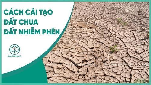 Biện pháp vôi hóa cải tạo đất nhiễm phèn