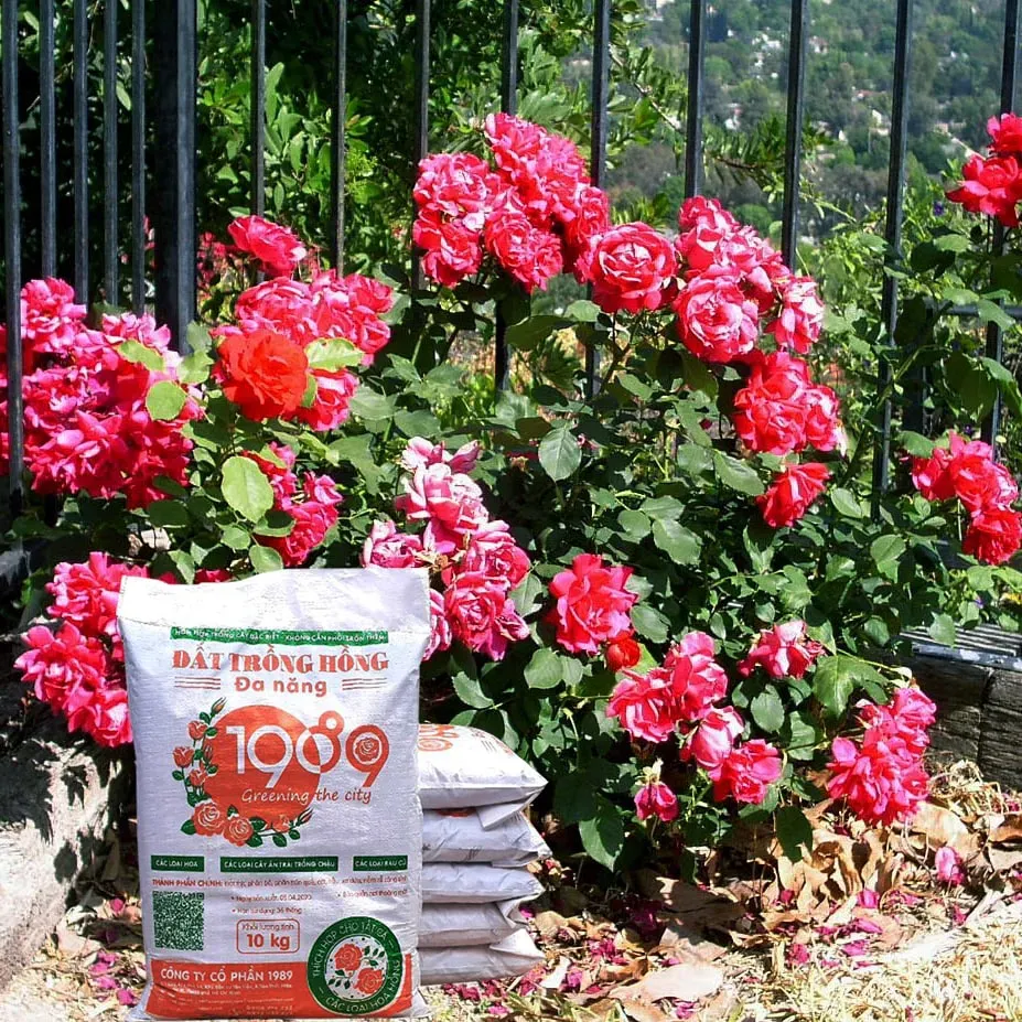 Vườn hồng sai hoa nhờ đất tốt