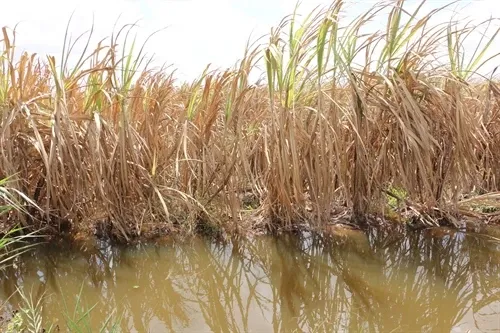 Tuyến đê biển vững chắc với hệ thống rọ đá đồng đều