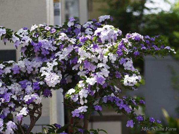 Vẻ đẹp xanh mát của vườn cây trồng trong túi vải, thể hiện sự thông thoáng và phát triển khỏe mạnh của cây