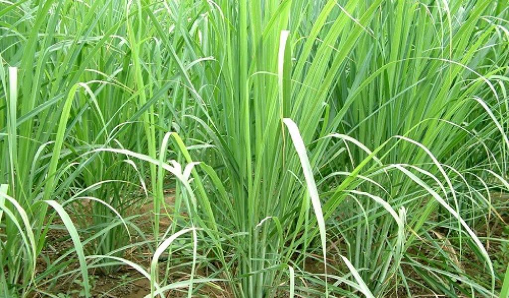 Hình ảnh chi tiết bộ rễ dày đặc của cỏ Vetiver đang bám chặt vào các hạt đất trên sườn dốc