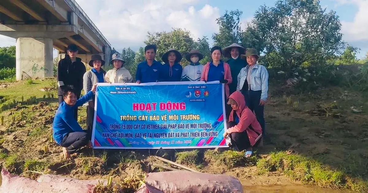 Cận cảnh bộ rễ dày đặc và cắm sâu của cỏ Vetiver, một trong các loại cây chống xói mòn hiệu quả nhất