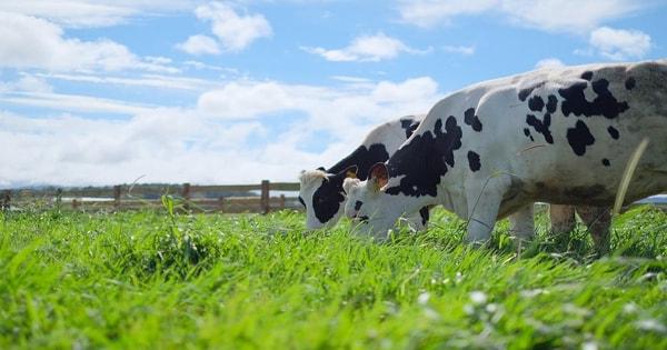 Hệ thống xử lý nước thải chăn nuôi bò sữa quy mô lớn tại trang trại hiện đại và tác động đến địa kỹ thuật