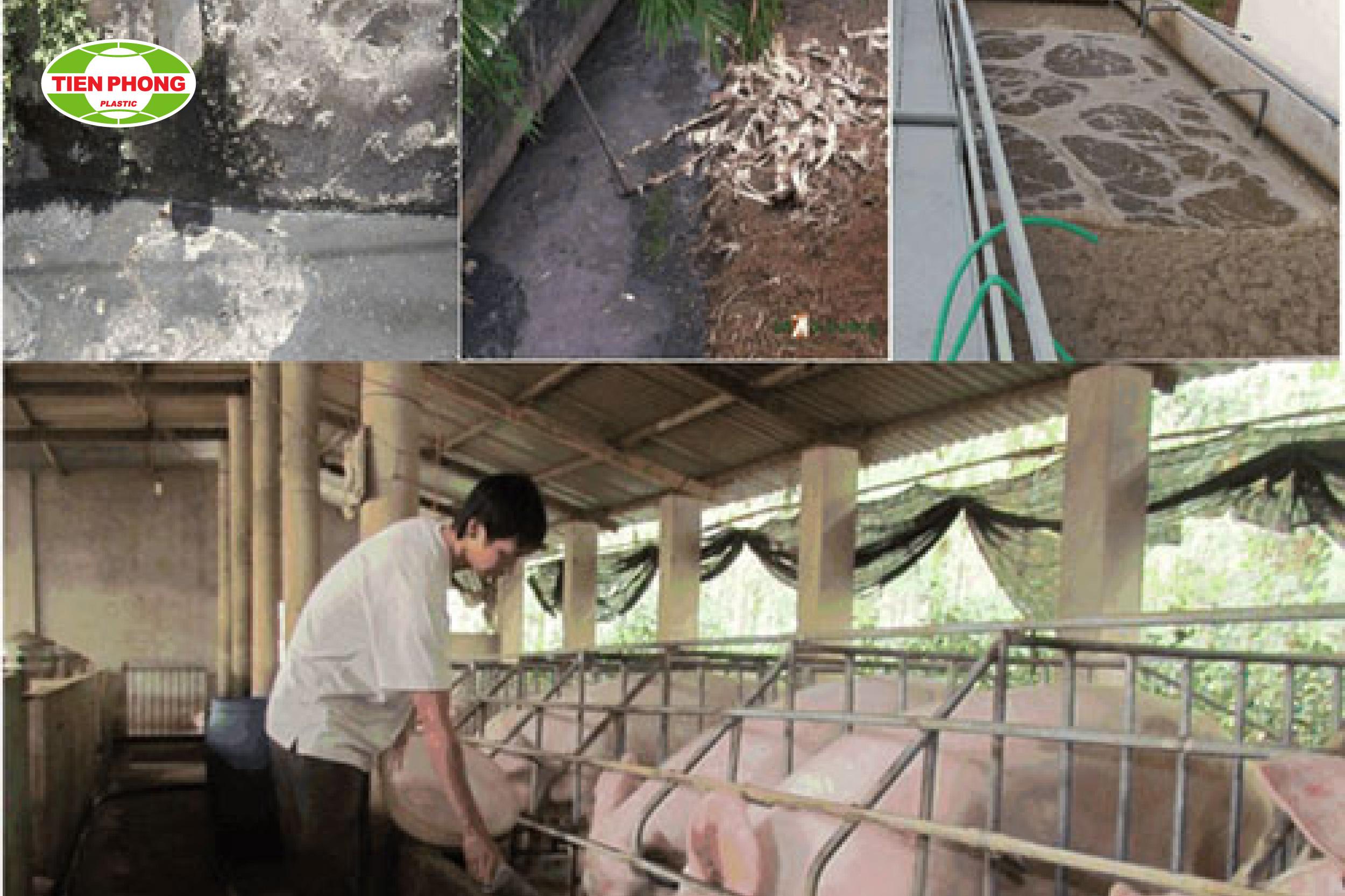 Hồ sinh học sử dụng thực vật thủy sinh để làm sạch nước thải trong chăn nuôi lợn một cách tự nhiên