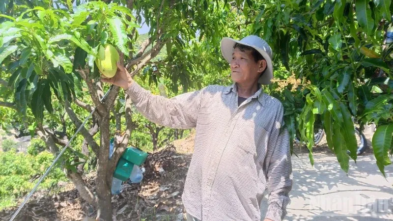 Phục hồi đất hoang cằn cỗi bằng các phương pháp canh tác bền vững, tạo môi trường sống lý tưởng cho cây trồng.